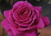 unknow artist Realistic Purple Rose oil